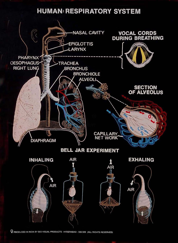 Human Anatomy